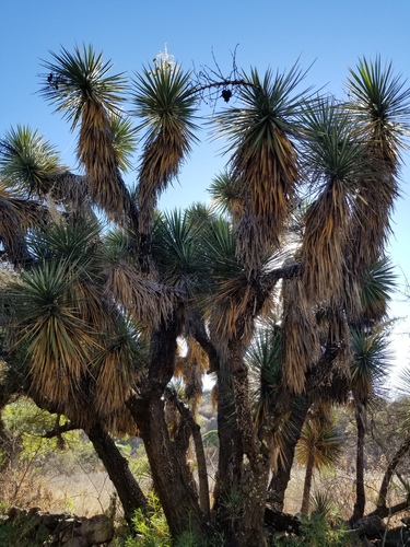 palm yucca