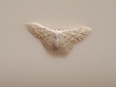 Idaea tacturata