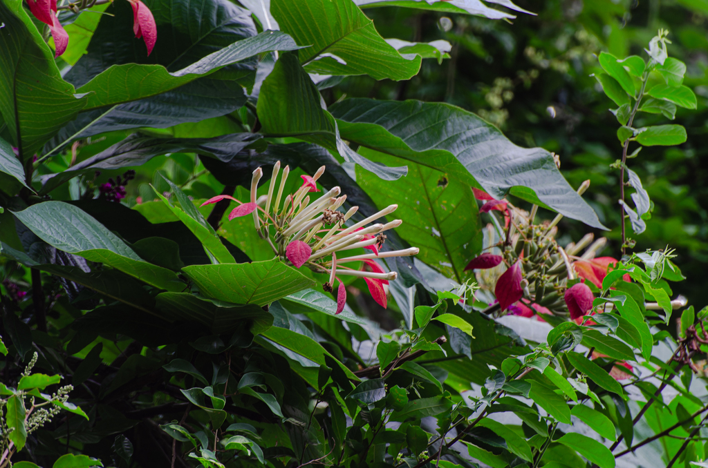 Kerianthera longiflora