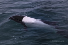Cephalorhynchus commersonii