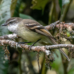 White-Throated Tyrannulet photo 3