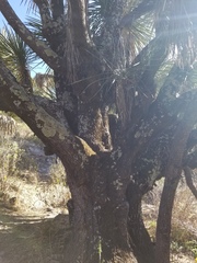 Yucca decipiens