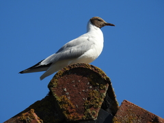 Chroicocephalus ridibundus