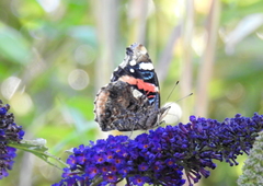 Vanessa atalanta
