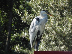 Ardea cinerea