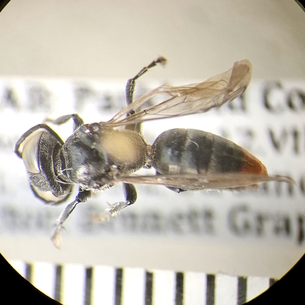 Tachysphex alpestris