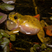 Lesser Swimming Frog - Photo (c) Micael De Bona, some rights reserved (CC BY-NC), uploaded by Micael De Bona