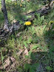 Pilosella flagellaris