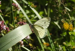 Pieris napi