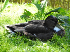 Anas platyrhynchos domesticus