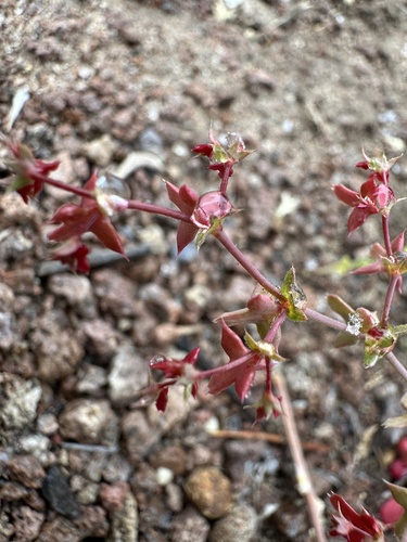 Image of Centrostegia thurberi by (c) Matt Berger, some rights reserved (CC BY)