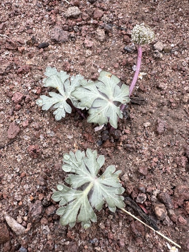 Ripley biscuitroot (Cymopterus ripleyi)