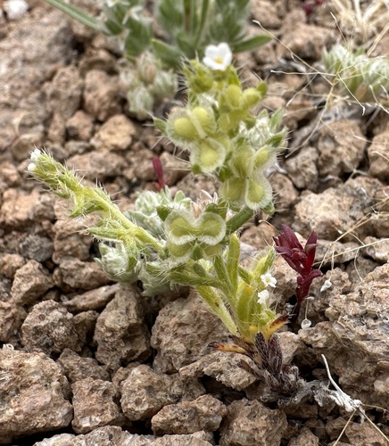 Image of Moth combseed by (c) Matt Berger, some rights reserved (CC BY)