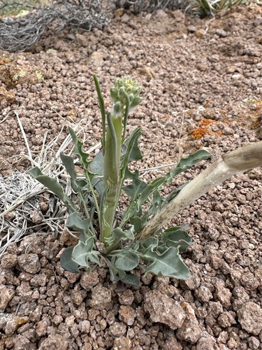 Image of Caulanthus crassicaulis by (c) Matt Berger, some rights reserved (CC BY)