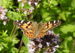 Vanessa cardui