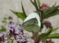 Pieris napi
