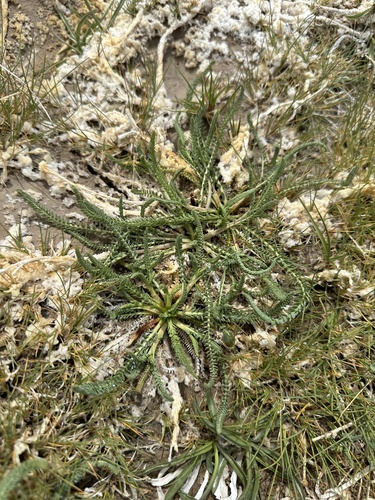 Image of Ivesia kingii by (c) Matt Berger, some rights reserved (CC BY)