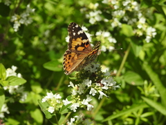 Vanessa cardui