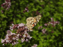 Vanessa cardui
