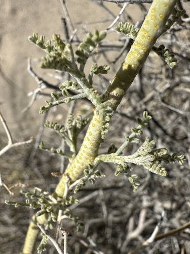 Image of Psorothamnus polydenius by (c) Matt Berger, some rights reserved (CC BY)