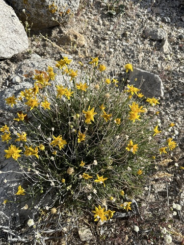 Image of Acamptopappus shockleyi by (c) Matt Berger, some rights reserved (CC BY)