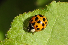 Harmonia axyridis