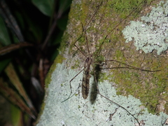Austrolimnophila argus