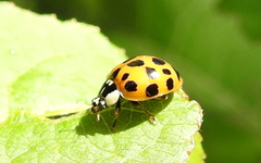 Harmonia axyridis