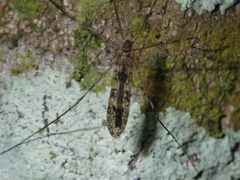 Austrolimnophila argus