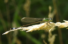 Ischnura elegans