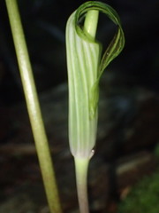 Arisaema stewardsonii