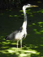 Ardea cinerea