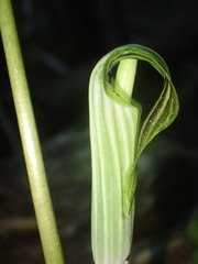 Arisaema stewardsonii