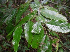 Ulmus mexicana