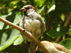 Passer domesticus