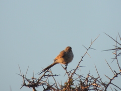 Leptasthenura aegithaloides