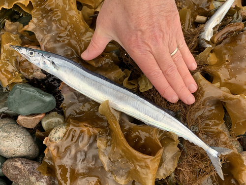 Scomberesox saurus (Walbaum, 1792)