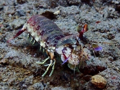 Odontodactylus latirostris