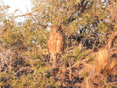 Bubo virginianus magellanicus