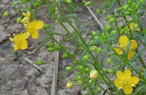 Image of Broomwort (Scoparia montevidensis) by no rights reserved