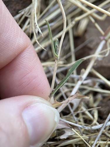 Image of Lactuca saligna by no rights reserved