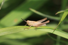 Euchorthippus