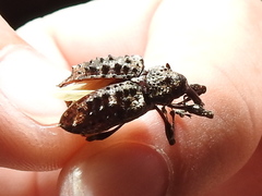 Heilipodus phrynodes