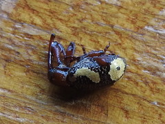 Heilipus guttiger