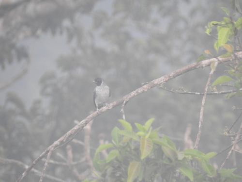 Black-faced Cotinga (Conioptilon mcilhennyi), photo 7