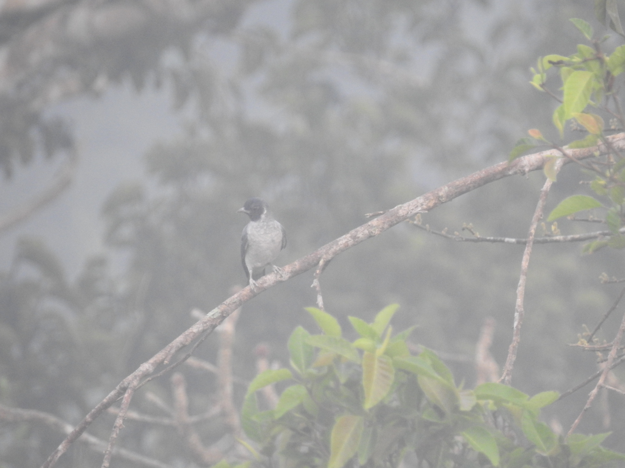 Black-faced Cotinga (Conioptilon mcilhennyi), photo 4