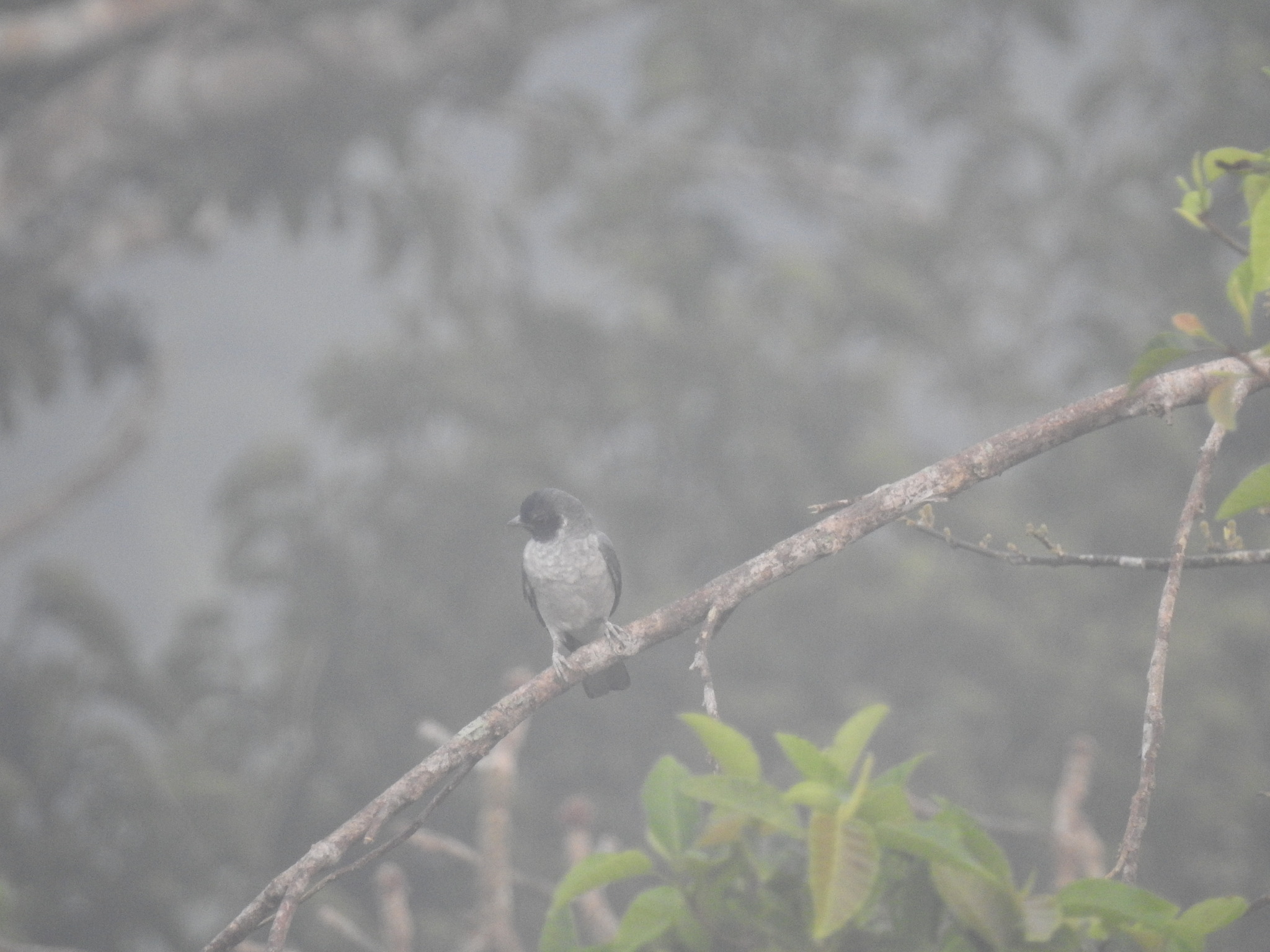 Black-faced Cotinga (Conioptilon mcilhennyi), photo 5