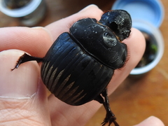 Dichotomius amicitiae