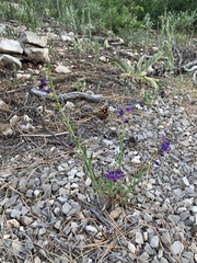 Penstemon neomexicanus