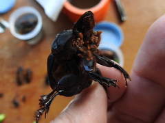 Dichotomius amicitiae